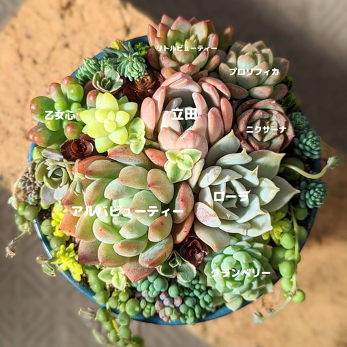 No.484 ❁ロンリーダック❁ 苗 多肉植物 寄せ植え c7403e0ef0a1be5aef6216d65c0518