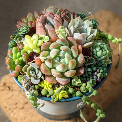 多肉植物　寄せ植え♩°＊ 多肉植物おまかせ寄せ植え HATIMANIA 2.5号 鉢マニア 鉢づくし