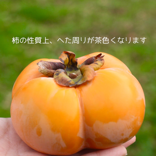 富山の四谷柿（よたんがき）ご家庭用2.5kg前後 果物（フルーツ） 農家