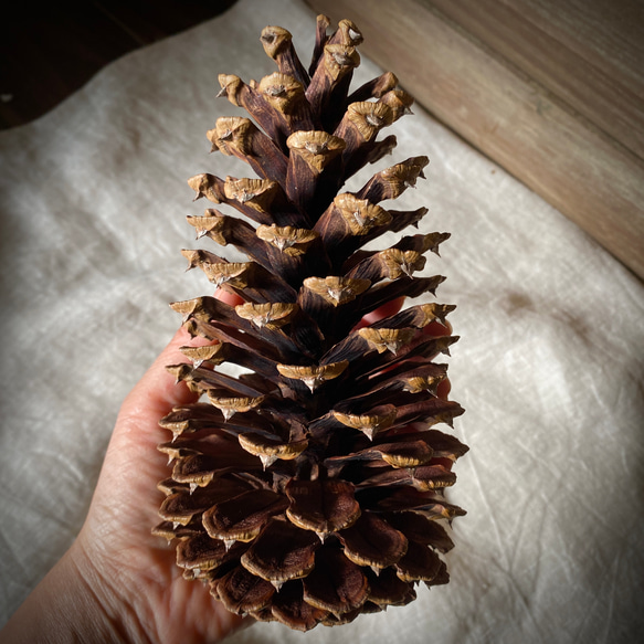 希少 ヒマラヤ杉松ぼっくり 50個 希少】松ぼっくり ロサンゼルス 50年