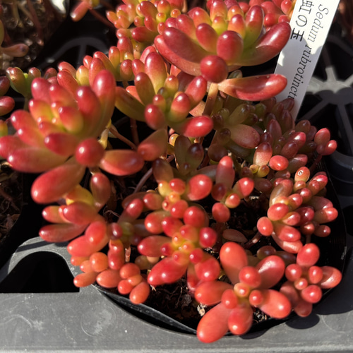 お買い得！　セダム　虹の玉　40個セット セダム 虹の玉 | とげとげハウス