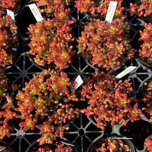 お買い得！　セダム　虹の玉　40個セット 多粒ばらまき虹の玉 セダム 多肉植物 多肉植物 プクニク 通販 16899569