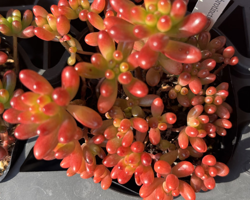 多粒ばらまき虹の玉 セダム 多肉植物 多肉植物 プクニク 通販 16899569