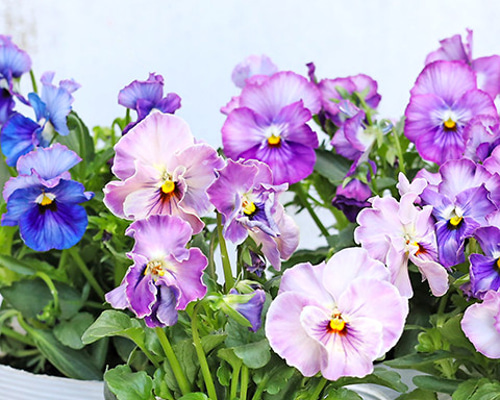 値下げSALE 花苗 フリル ミニ パンジー エール17 セブンティーン 3.5号