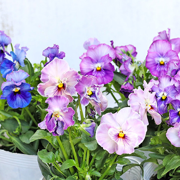 値下げSALE 花苗 フリル ミニ パンジー エール17 セブンティーン 3.5号