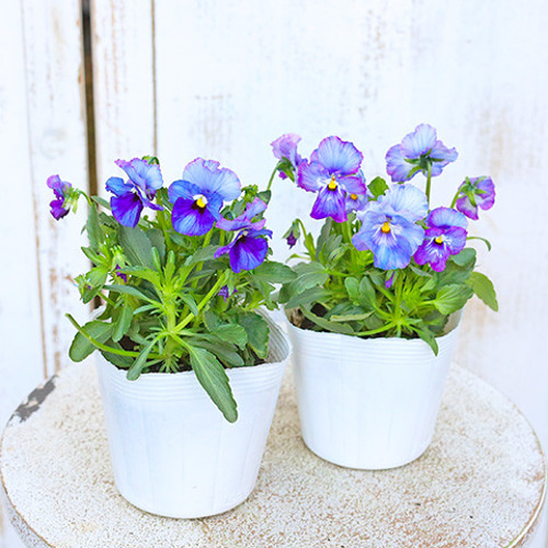 値下げSALE 花苗 フリル ミニ パンジー エール17 セブンティーン 3.5号