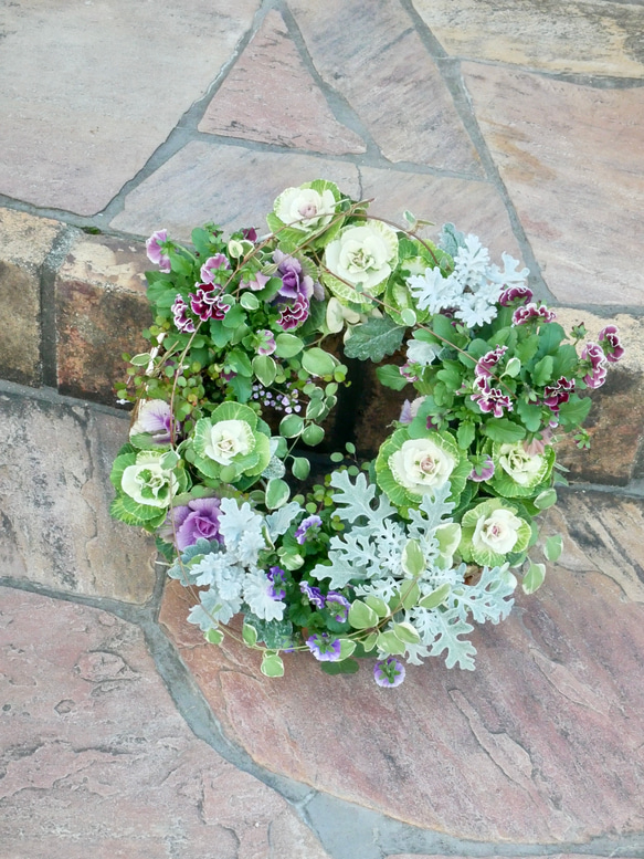 ミルフル 葉牡丹 春まで楽しめる 成長を楽しめるリース 寄せ植え