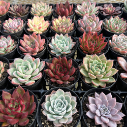 【多肉植物】Echeveria 35品種セット(被り無し)② 農園直売 多肉植物 宅急便送料無料 エケベリア 寄せ植えセット35