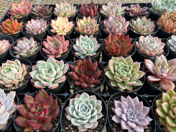 多肉植物☆ポット付き多肉セット
