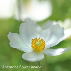 春の花 アネモネのフラワーネックレス【1点限定】 9枚目の画像