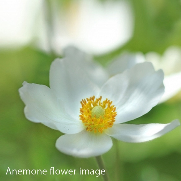 春の花 アネモネのフラワーネックレス【1点限定】 9枚目の画像