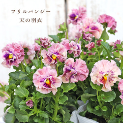 花苗 イングリッシュラベンダー セリーヌ 3.5号 多年草 ハーブ