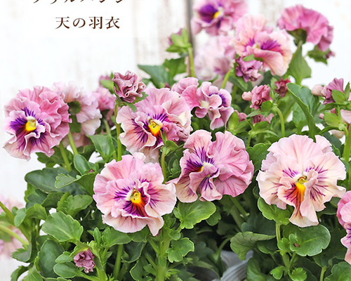 1c8ae41c86bf4aed1ff6e4e3dc837f