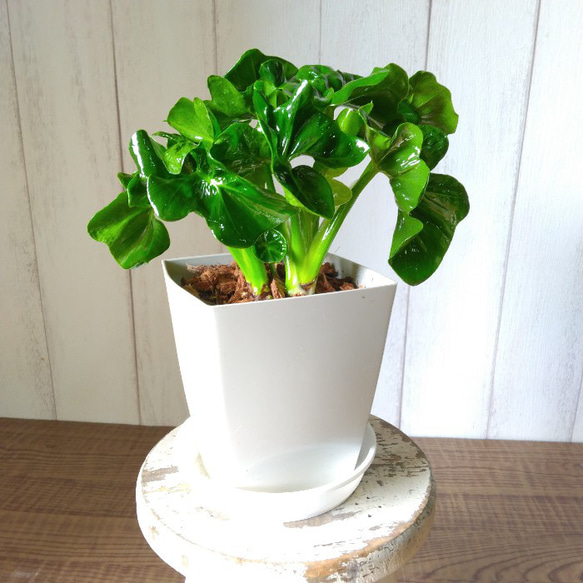 特大 希少品種 フィロデンドロン メキシカナム 6号鉢 葉長50cm超 特大 希少品種 フィロデンドロン メキシカナム 6号鉢 葉長50cm超