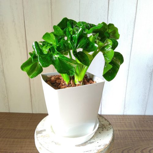フィロデンドロン・セローム 中型 植物 PLANCHU 観葉植物 フィロデンドロン セローム 6号鉢 受け皿付き