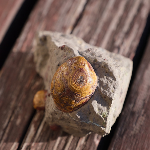 ゴビ石−1180 眼石鉱物標本『親子』パワーストーン