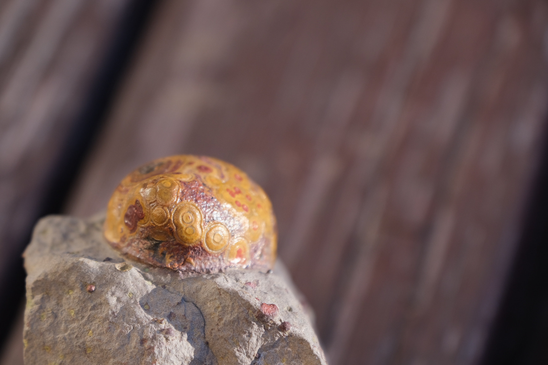 ゴビ石−1180 眼石　鉱物標本　『親子』