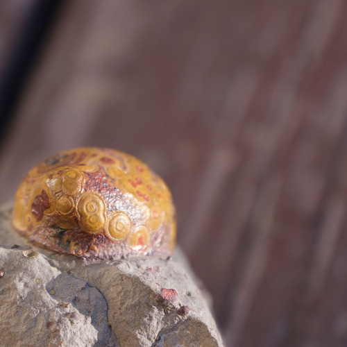 ゴビ石−1180 眼石鉱物標本『親子』パワーストーン