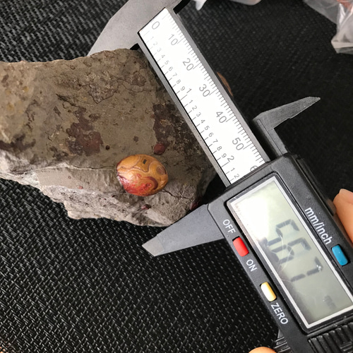 ゴビ石−1180 眼石 鉱物標本 『親子』 パワーストーン 【公式通販】