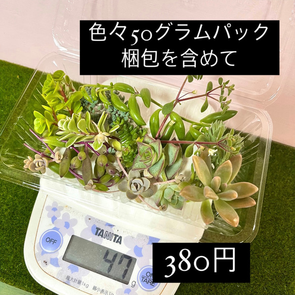 〜多肉植物カット苗〜詰め合わせ380円パック(フードパック発送) 1枚目の画像