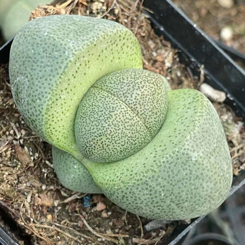 緑帝玉 激レア高級リトープス 多肉植物 韓国苗 観葉植物 花 園芸 多肉