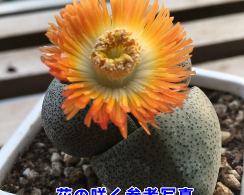 89f208ef98c6cbec820f055f093442