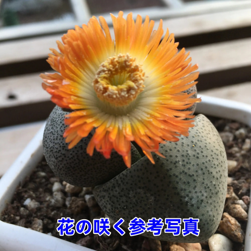 緑帝玉 激レア高級リトープス 多肉植物 韓国苗 観葉植物 花 園芸 多肉
