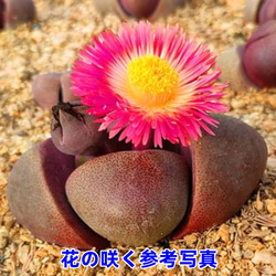 紫帝玉 激レア高級リトープス  多肉植物 韓国苗 観葉植物 花 園芸 1枚目の画像