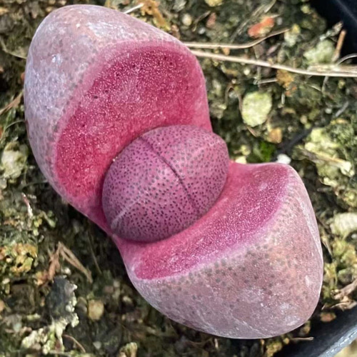 紫帝玉 激レア高級リトープス 多肉植物 韓国苗 観葉植物 花 園芸 多肉