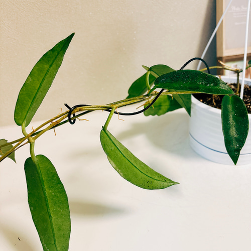 現品］【希少】ホヤ Sp. PNG SV441 観葉植物 レア 蔓性 吊り鉢