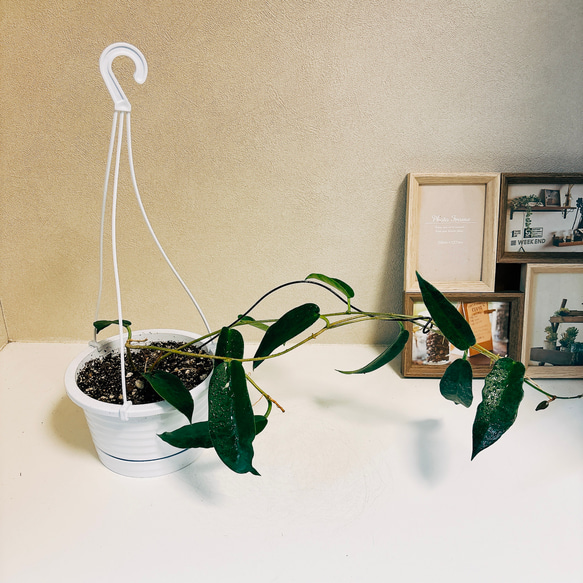 現品］【希少】ホヤ Sp. PNG SV441 観葉植物 レア 蔓性 吊り鉢