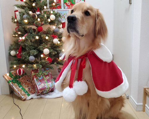 クリスマスマント　犬用 f43c2fe544a2a9610478d10de01e96