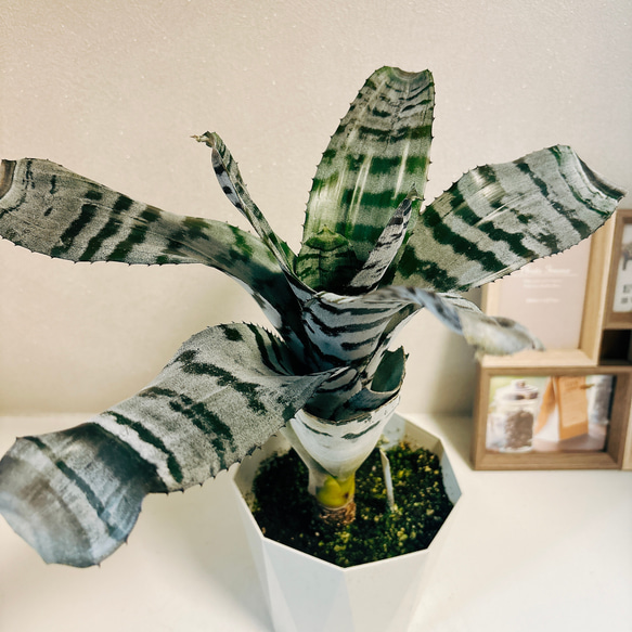 現品］エクメアブラックアイス 観葉植物 珍しい 綺麗な葉 かっこいい 