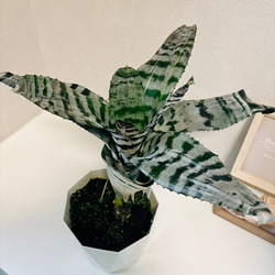 ［現品］エクメアブラックアイス　観葉植物　珍しい　綺麗な葉　かっこいい　タンクブロメリア　人気 3枚目の画像