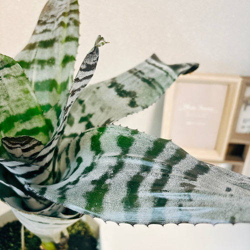 ブロメリア・エアープランツ Aechmea Black Ice variegated Aechmea