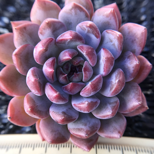 新作 多肉植物 エケベリア ブラックマンバ 6cm 抜き苗 1株 多肉植物 愛