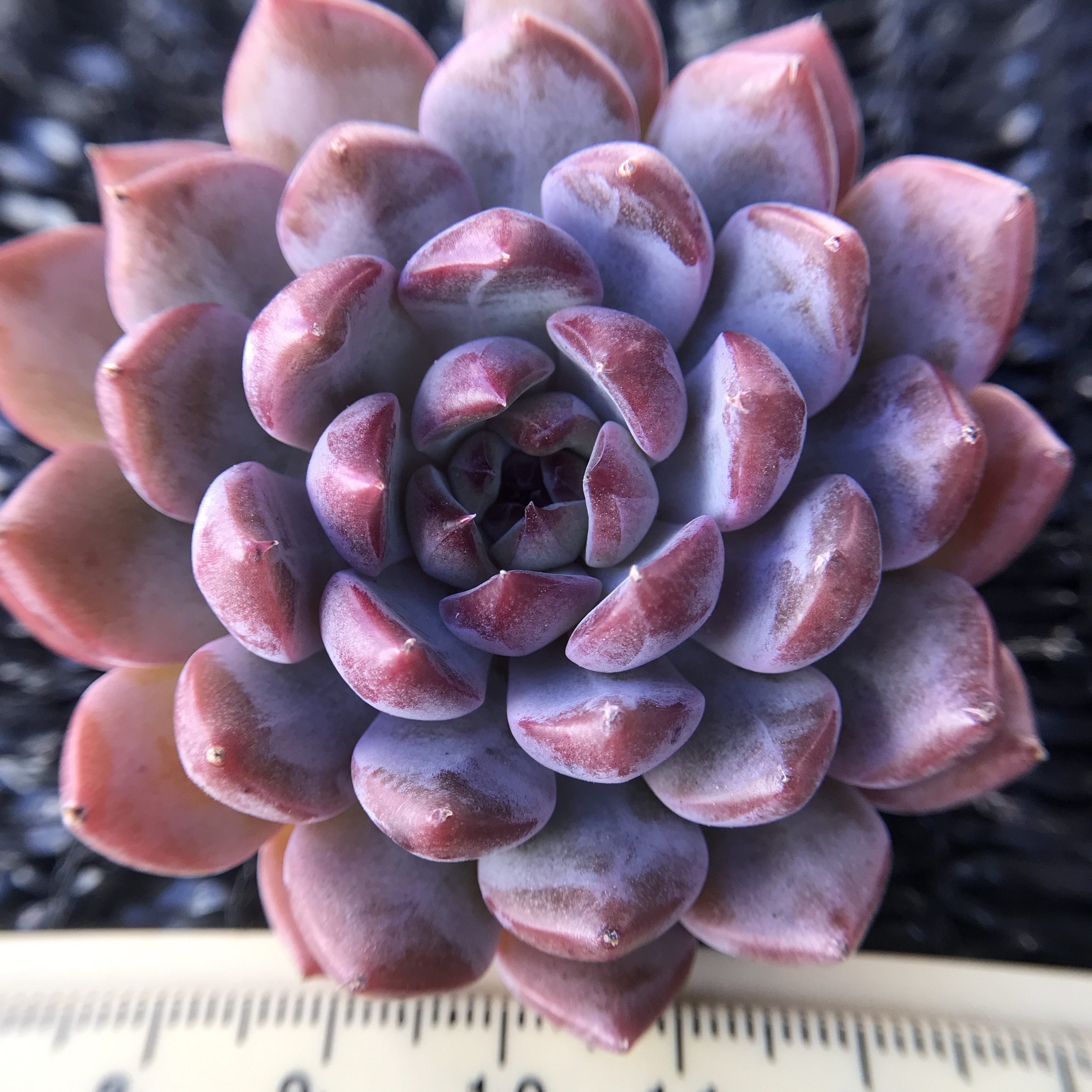 これは綴化？ ブラックサバス(小) 多肉植物 エケベリア 抜き苗 これは