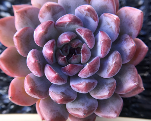 新作 多肉植物 エケベリア ブラックマンバ 6cm 抜き苗 1株 多肉植物 愛