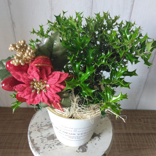 Amazon｜姫ヒイラギ 姫柊 魔除け木 観葉植物｜観葉植物