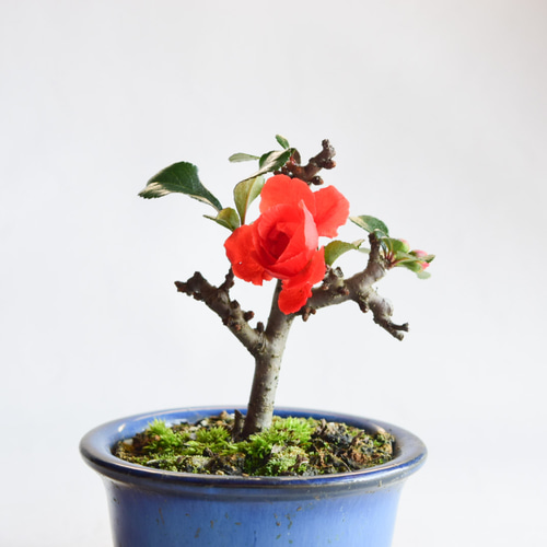 盆栽 長寿梅 赤