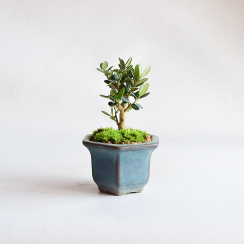 姫オリーブ no.308 盆栽 盆栽やす 通販 16906426｜Creema(クリーマ)