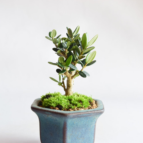 盆栽 姫オリーブ-11 □オリーブ olive - 東京盆栽日記～はさみ作りと豆盆栽～