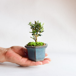 姫オリーブ no.308 盆栽 盆栽やす 通販 16906426｜Creema(クリーマ)