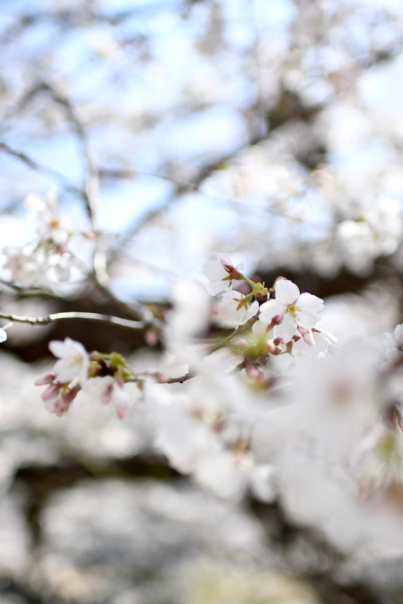 【受注制作15日】2024春　新作ブローチ　　桜笑う（ペールピンク）　手編み　レース編み 7枚目の画像