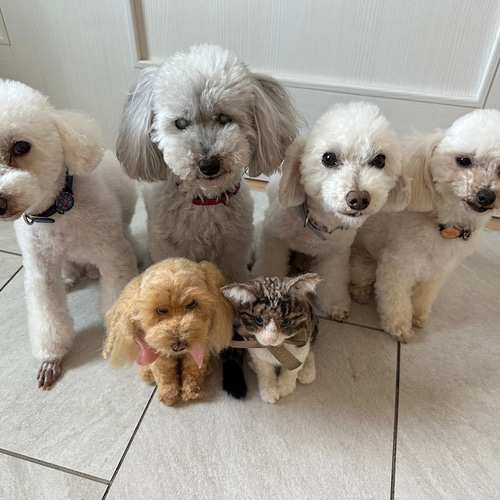 羊毛フェルト トイプードル 犬 オーダー トイプー うちの子 羊毛 羊毛フェルト トイプードル 犬 オーダー トイプー うちの子 羊毛