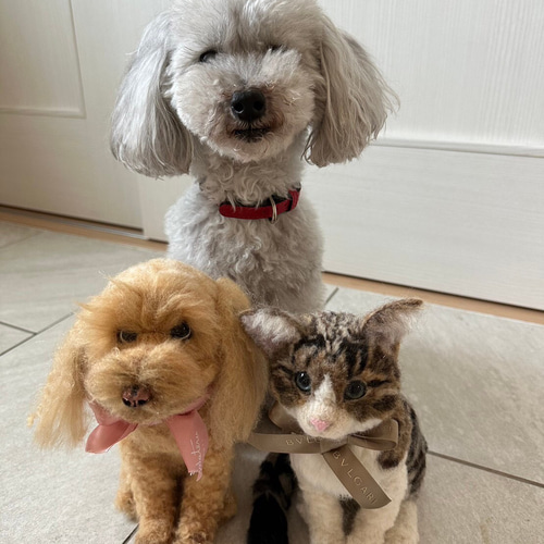 羊毛フェルト トイプードル 犬 オーダー トイプー うちの子 羊毛 羊毛フェルト トイプードル 犬 オーダー トイプー うちの子 羊毛