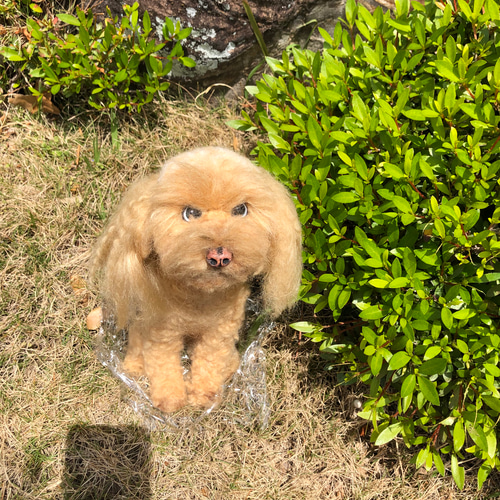羊毛フェルト トイプードル 犬 オーダー トイプー うちの子 羊毛