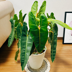 現品］フィロデンドロン ビレッティア 観葉植物 室内 おしゃれ 茎が