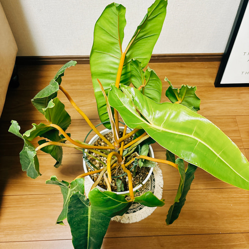 現品］フィロデンドロン ビレッティア 観葉植物 室内 おしゃれ