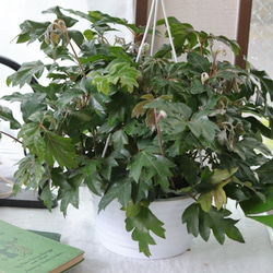 垂れるグリーン❤︎観葉植物❤︎エレンダニカ 1枚目の画像